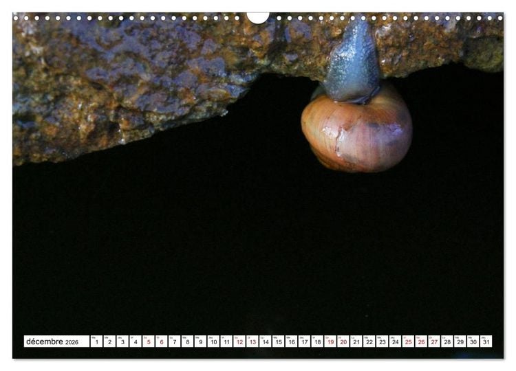 Produktbild: Admirons les escargots (Calendrier mural 2026 DIN A3 vertical), CALVENDO calendrier mensuel
