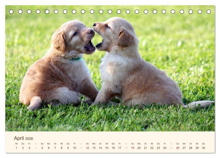 Produktbild: Hovawarte - einmal anders (Tischkalender 2026 DIN A5 quer), CALVENDO Monatskalender