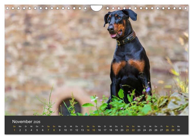 Produktbild: Dobermann 2026 (Wandkalender 2026 DIN A4 quer), CALVENDO Monatskalender