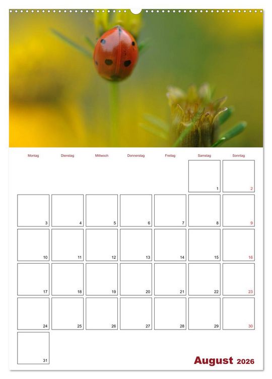 Produktbild: Marienk&auml;fergl&uuml;ck (Wandkalender 2026 DIN A2 hoch), CALVENDO Monatskalender