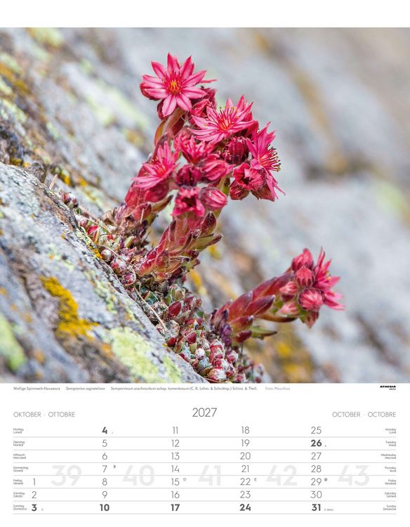 Produktbild: Alpenblumen Kalender 2027