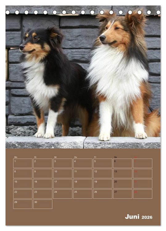 Produktbild: SHELTIES Herzensbrecher auf 4 Pfoten (Tischkalender 2026 DIN A5 hoch), CALVENDO Monatskalender