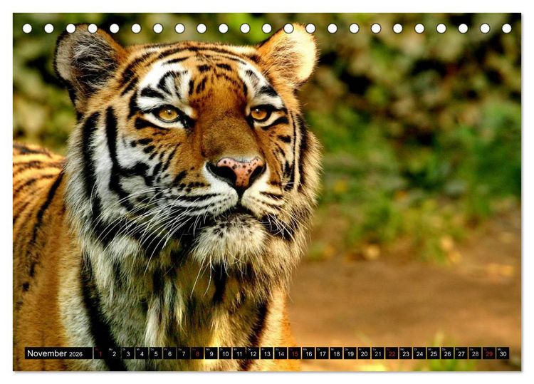 Produktbild: Tiger - die leisen J&auml;ger des Dschungels (Tischkalender 2026 DIN A5 quer), CALVENDO Monatskalender