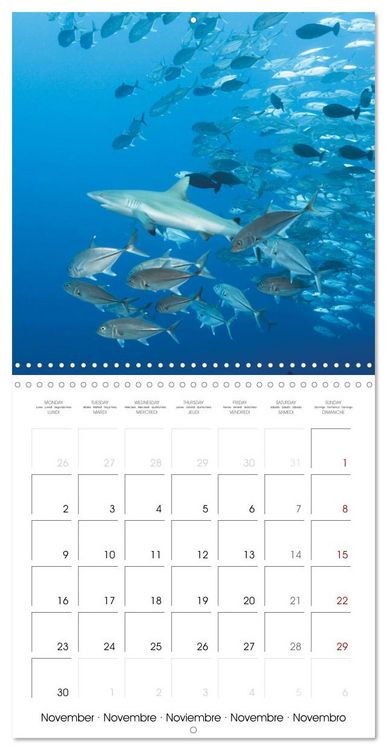 Produktbild: Diving in the deep blue sea (Wall Calendar 2026 12 &times; 12 Inch) CALVENDO 12 Month Wall Calendar