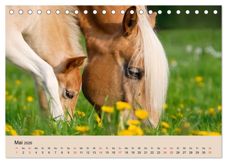 Produktbild: Haflinger Fohlen (Tischkalender 2026 DIN A5 quer), CALVENDO Monatskalender