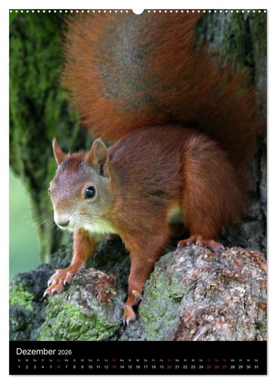 Produktbild: Eichh&ouml;rnchen (Wandkalender 2026 DIN A2 hoch), CALVENDO Monatskalender