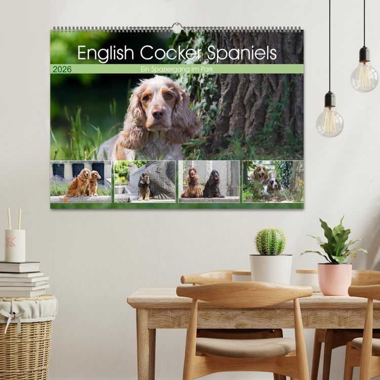 Produktbild: English Cocker Spaniels - Ein Spaziergang im Park (Wandkalender 2026 DIN A2 quer), CALVENDO Monatskalender