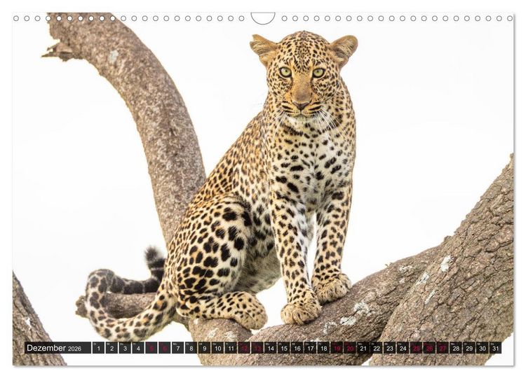 Produktbild: Safari Afrika (Wandkalender 2026 DIN A3 quer), CALVENDO Monatskalender