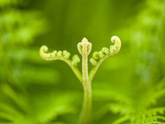Produktbild: CALVENDO Puzzle Adlerfarn (Pteridium aquilinum) | 1000 Teile Lege-Gr&ouml;&szlig;e 64x48cm Foto-Puzzle f&uuml;r gl&uuml;ckliche Stunden