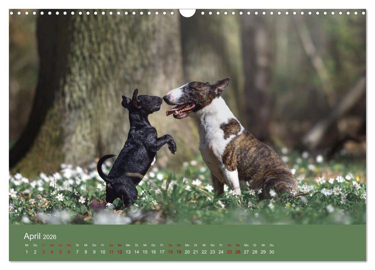 Produktbild: Fantastische Bullterrier - Sieger im Herzen (Wandkalender 2026 DIN A3 quer), CALVENDO Monatskalender
