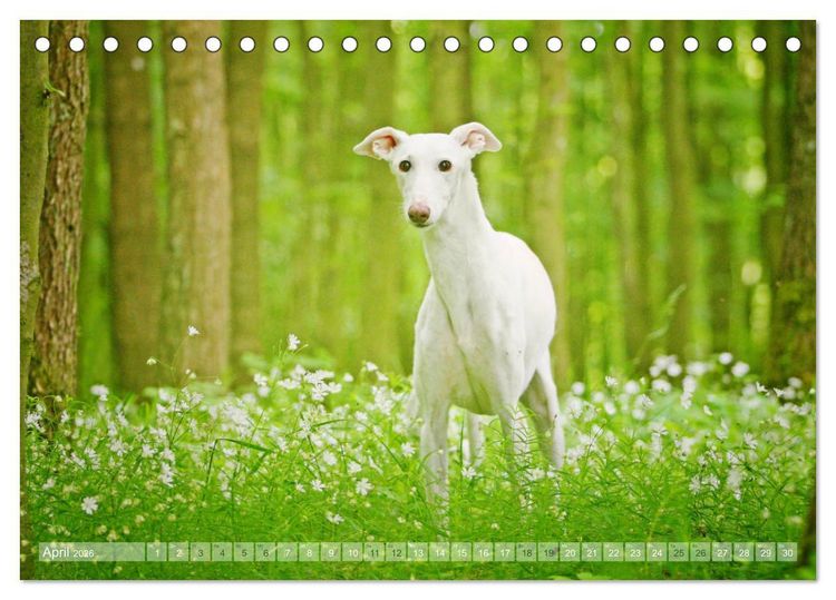 Produktbild: Zauberhafte Windhunde (Tischkalender 2026 DIN A5 quer), CALVENDO Monatskalender