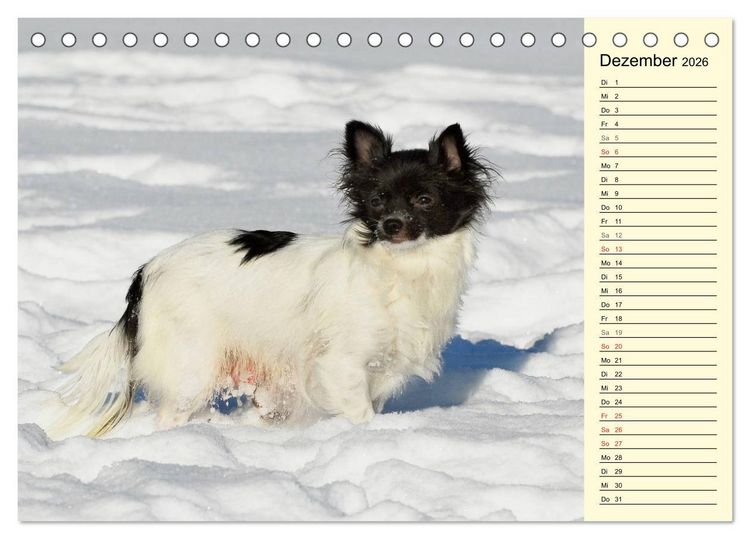 Produktbild: Chihuahua - Kleine Hunde ganz gro&szlig; (Tischkalender 2026 DIN A5 quer), CALVENDO Monatskalender