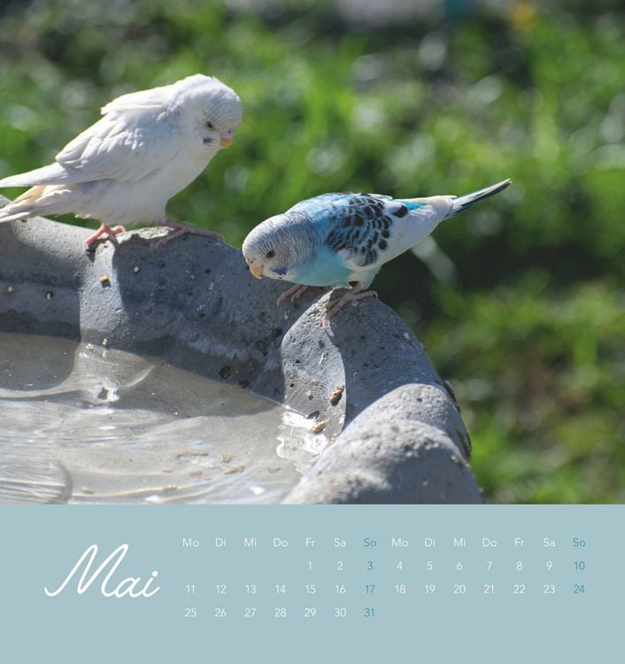 Produktbild: Niedliche Wellensittiche 2026 - Postkartenkalender 16x17 cm - Budgies - zum Aufstellen oder Aufhängen - Monatskalendarium - Gadget - Mitbringsel - Alp