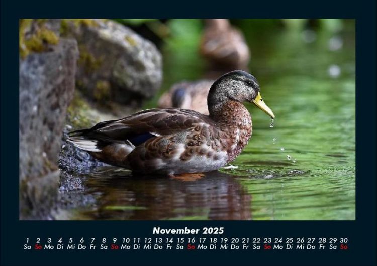 Produktbild: Enten 2025 Fotokalender DIN A4