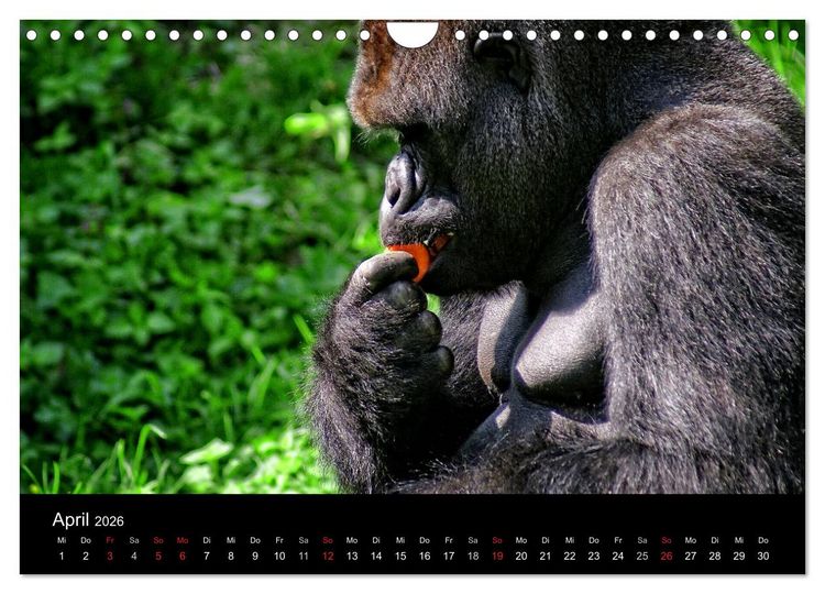 Produktbild: Gorillas - Die sanften Wilden (Wandkalender 2026 DIN A4 quer), CALVENDO Monatskalender