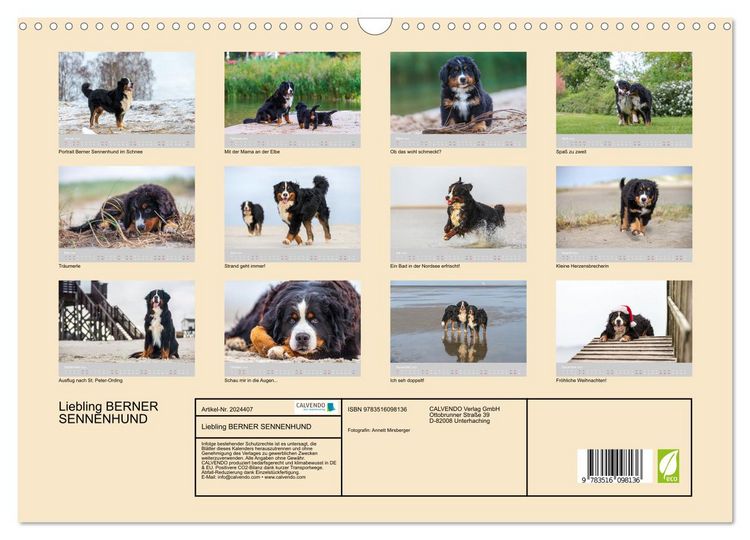 Produktbild: Liebling BERNER SENNENHUND (Wandkalender 2026 DIN A3 quer), CALVENDO Monatskalender