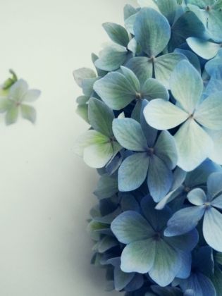 Produktbild: CALVENDO Puzzle Ein Motiv aus dem Kalender Hortensienliebe in Pastell | 1000 Teile Lege-Gr&ouml;&szlig;e 64x48cm Foto-Puzzle f&uuml;r gl&uuml;ckliche Stunden