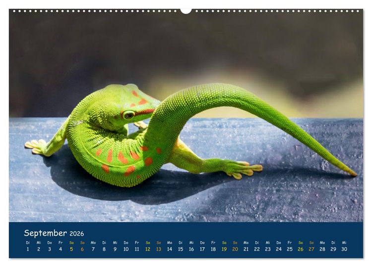 Produktbild: Faszinierende Tierwelt von Mauritius - Magische Momente der Natur (hochwertiger Premium Wandkalender 2026 DIN A2 quer), Kunstdruck in Hochglanz