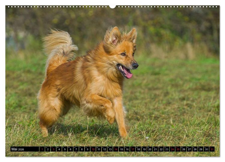 Produktbild: Altdeutsche H&uuml;tehunde - Fast vergessen (Wandkalender 2026 DIN A2 quer), CALVENDO Monatskalender