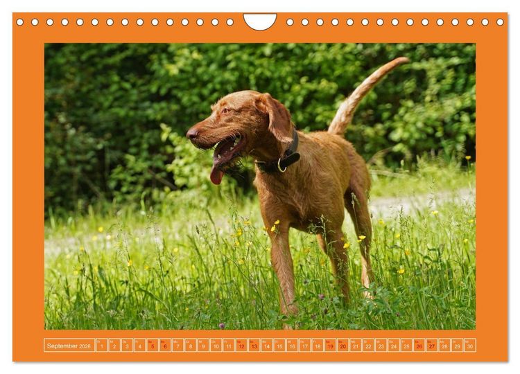 Produktbild: Faszination Magyar Vizsla (Wandkalender 2026 DIN A4 quer), CALVENDO Monatskalender