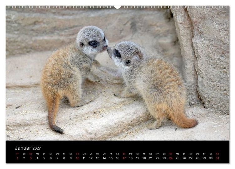 Produktbild: Lustige Erdm&auml;nnchen (hochwertiger Premium Wandkalender 2027 DIN A2 quer), Kunstdruck in Hochglanz