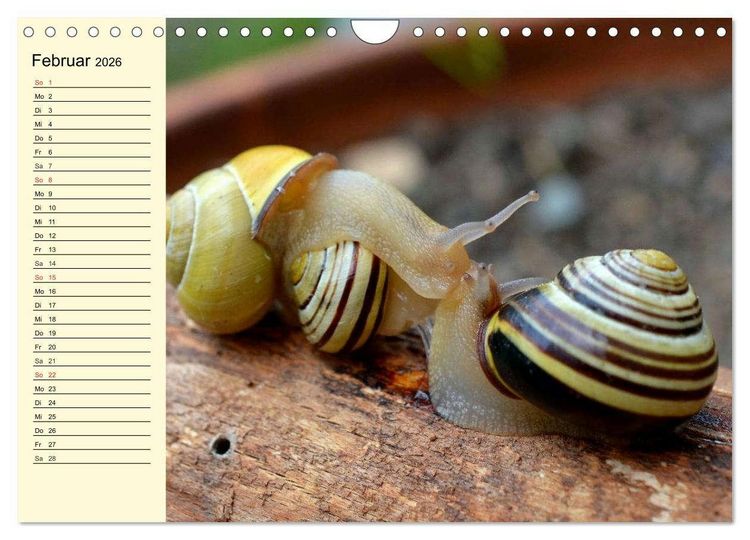 Produktbild: Schnecken. Witzige Schleimer (Wandkalender 2026 DIN A4 quer), CALVENDO Monatskalender