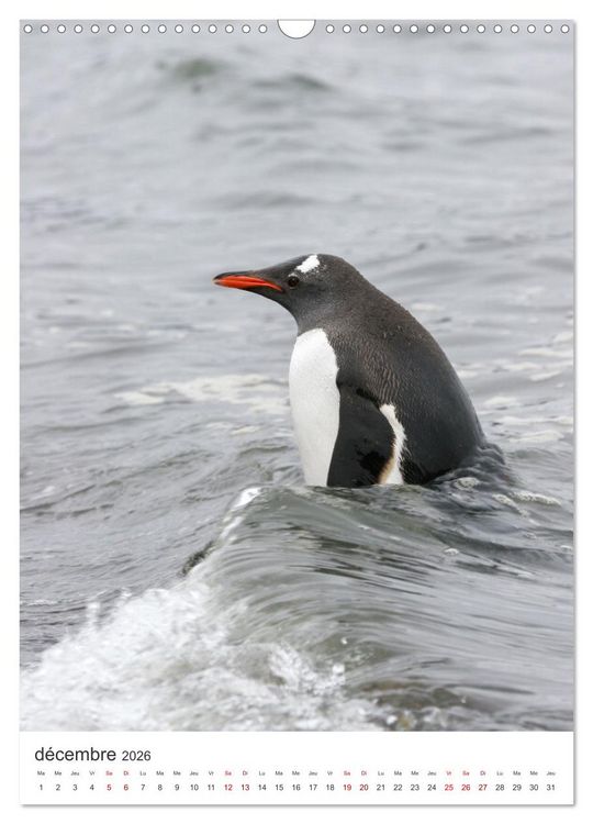 Produktbild: Antarctique des oiseaux de l&eacute;gende (Calendrier mural 2026 DIN A3 horizontal), CALVENDO calendrier mensuel