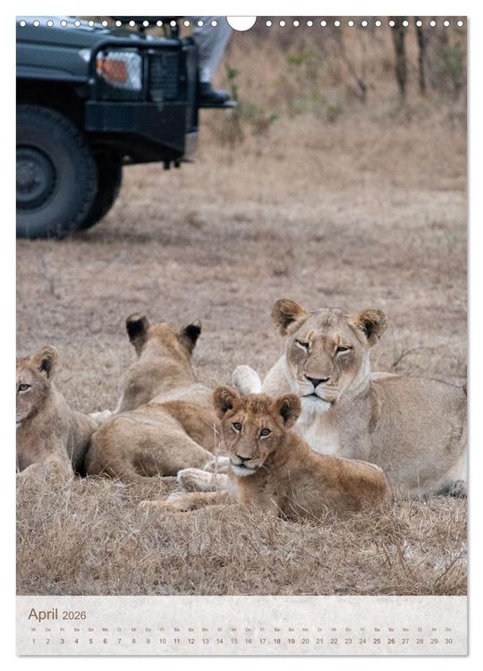 Produktbild: L&ouml;wen in Sabi Sands (Wandkalender 2026 DIN A3 hoch), CALVENDO Monatskalender