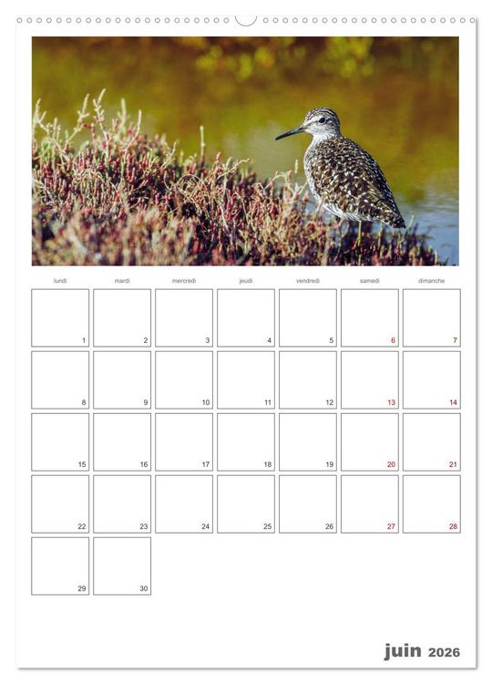 Produktbild: Notre nature sauvage, oiseaux aquatiques d'Europe (Calendrier mural 2026 DIN A2 horizontal), CALVENDO calendrier mensuel