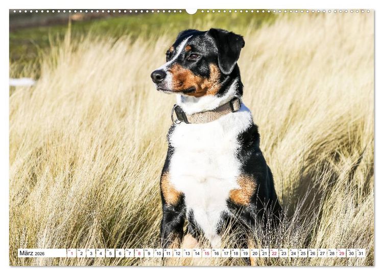 Produktbild: Appenzeller Sennenhunde (Wandkalender 2026 DIN A2 quer), CALVENDO Monatskalender