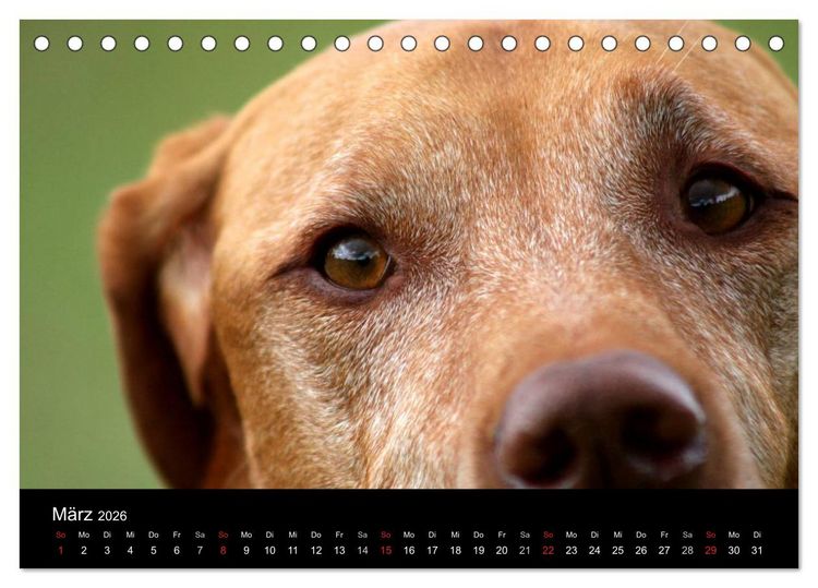 Produktbild: Magyar Vizsla (Tischkalender 2026 DIN A5 quer), CALVENDO Monatskalender