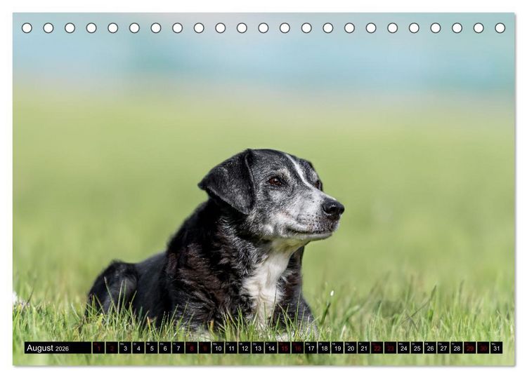 Produktbild: Appenzeller Sennenhunde - Fr&ouml;hliche Kameraden (Tischkalender 2026 DIN A5 quer), CALVENDO Monatskalender