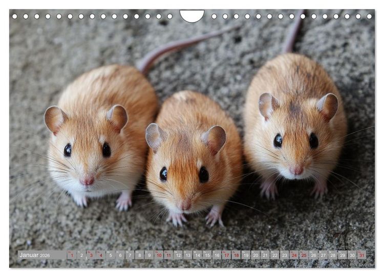 Produktbild: Maus im Haus - der Gerbil Kalender (Wandkalender 2026 DIN A4 quer), CALVENDO Monatskalender