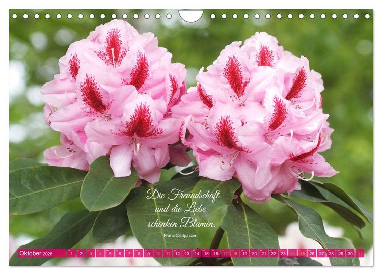 Produktbild: Rhododendren und Poesie (Wandkalender 2026 DIN A4 quer), CALVENDO Monatskalender