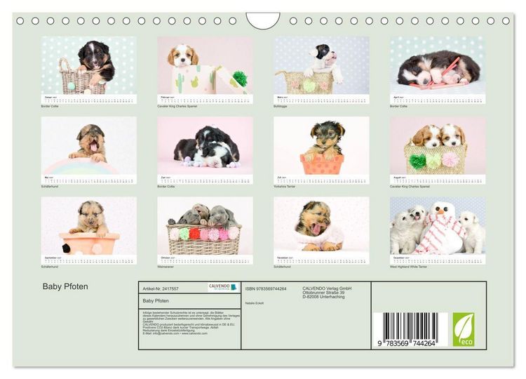 Produktbild: Baby Pfoten (Wandkalender 2027 DIN A4 quer), CALVENDO Monatskalender