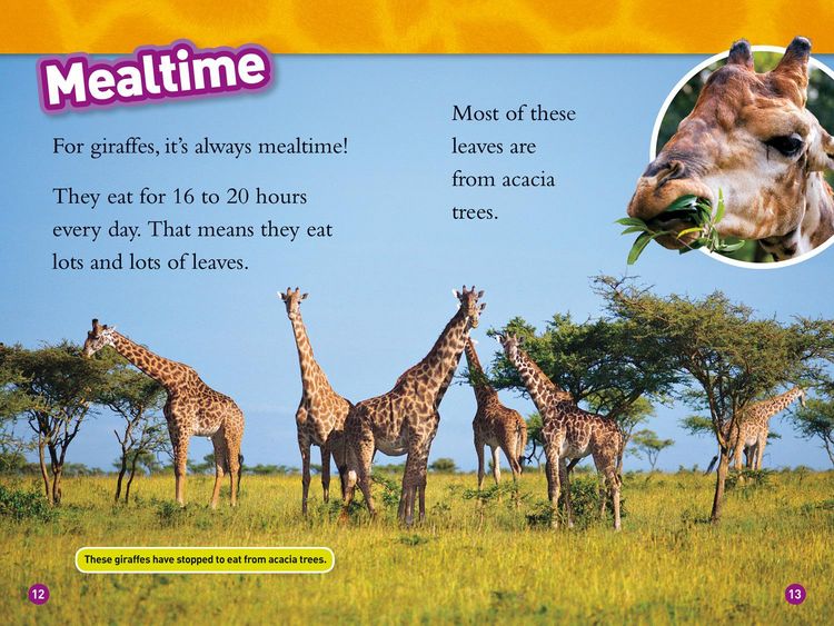 Produktbild: NAT GEO READER - GIRAFFES