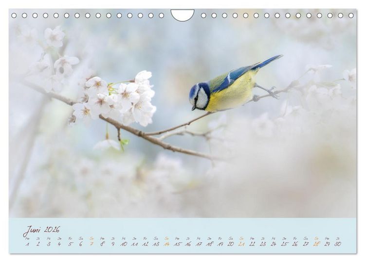 Produktbild: Sch&ouml;nheiten des Waldes (Wandkalender 2026 DIN A4 quer), CALVENDO Monatskalender