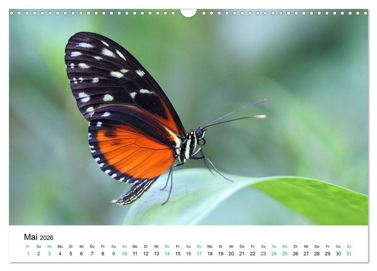 Produktbild: Costa Rica - Tropische Tierwelt (Wandkalender 2026 DIN A3 quer), CALVENDO Monatskalender