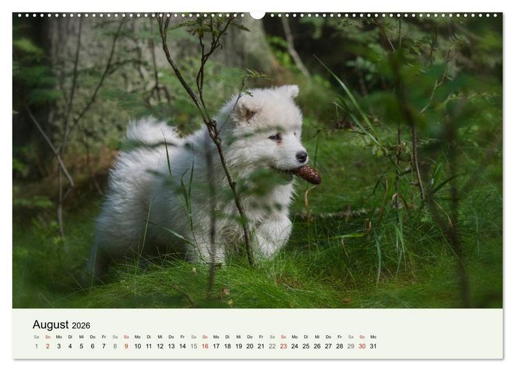 Produktbild: Kleine Samojeden - Eisb&auml;rchen Abenteuer im M&auml;rchenwald (Wandkalender 2026 DIN A2 quer), CALVENDO Monatskalender
