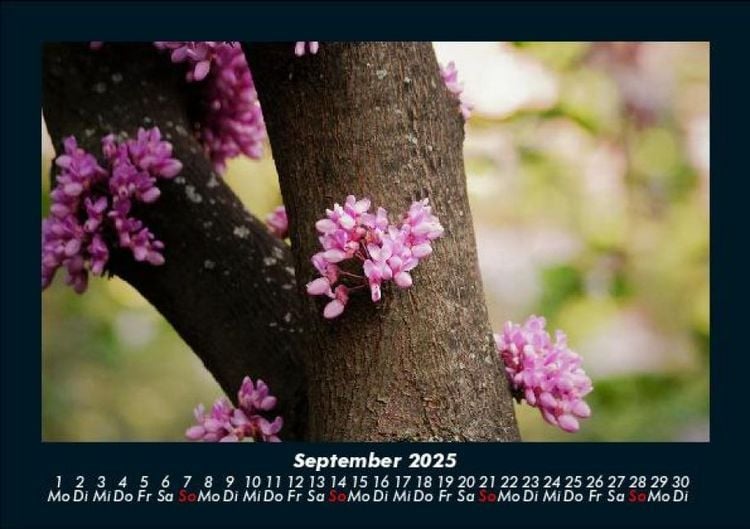 Produktbild: Blumentr&auml;ume 2025 Fotokalender DIN A5