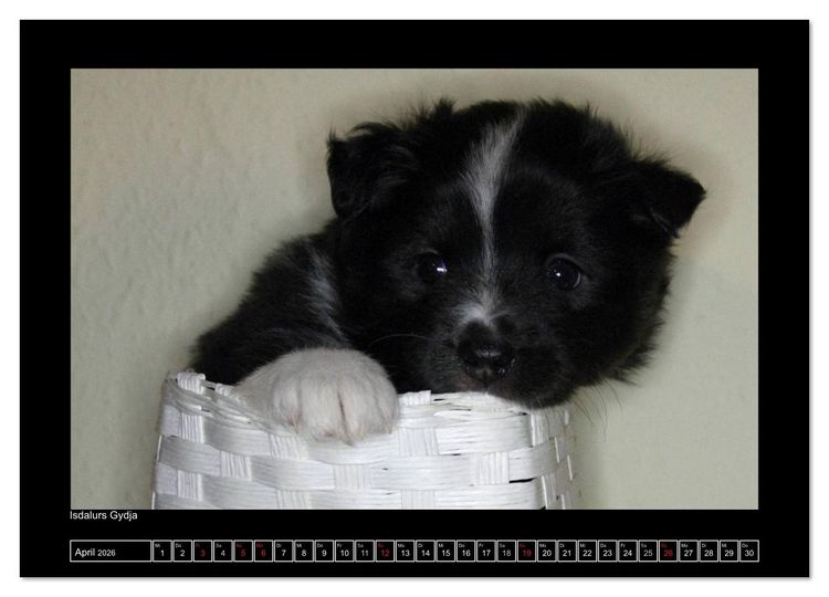Produktbild: Islandhund - Welpen / CH-Version (Wandkalender 2026 DIN A4 quer), CALVENDO Monatskalender