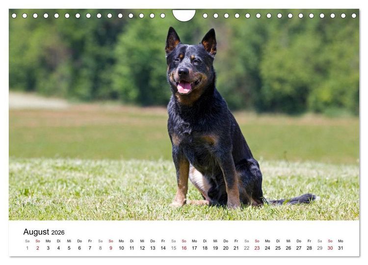 Produktbild: Faszinierende Australian Cattle Dogs (Wandkalender 2026 DIN A4 quer), CALVENDO Monatskalender