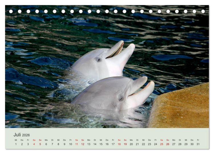 Produktbild: Die Welt der Delphine (Tischkalender 2026 DIN A5 quer), CALVENDO Monatskalender