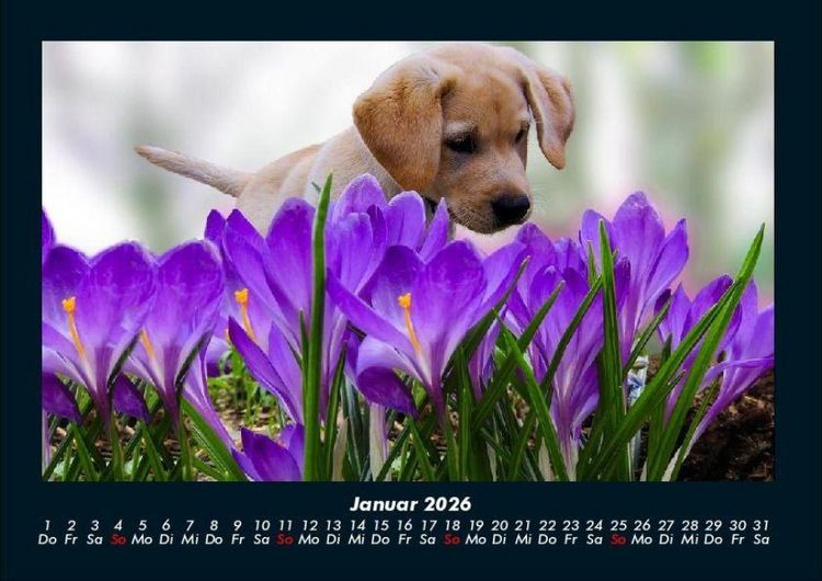 Produktbild: Blumentr&auml;ume 2026 Fotokalender DIN A4