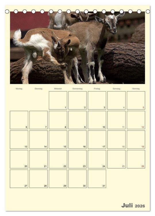 Produktbild: Zwergziegen (Tischkalender 2026 DIN A5 hoch), CALVENDO Monatskalender