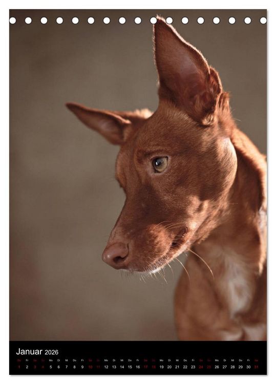 Produktbild: Stille Momente - Die sensible Seite der Hunde (Tischkalender 2026 DIN A5 hoch), CALVENDO Monatskalender