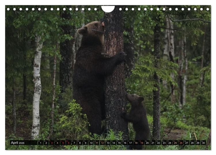 Produktbild: Die grandiose Tierwelt von Finnland (Wandkalender 2026 DIN A4 quer), CALVENDO Monatskalender