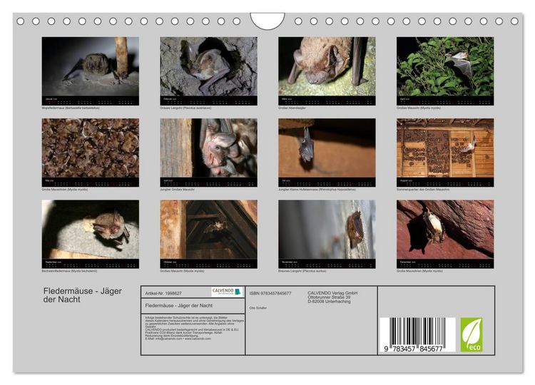 Produktbild: Flederm&auml;use - J&auml;ger der Nacht (Wandkalender 2026 DIN A4 quer), CALVENDO Monatskalender