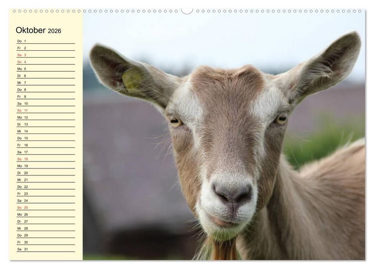 Produktbild: Ziegen. Lustige Ausbruchsk&uuml;nstler (hochwertiger Premium Wandkalender 2026 DIN A2 quer), Kunstdruck in Hochglanz