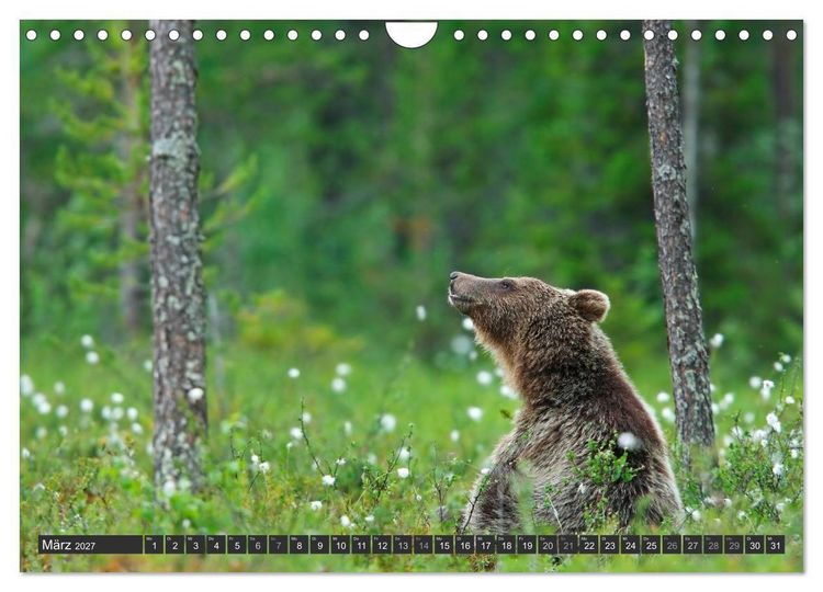 Produktbild: Magie des Augenblicks - B&auml;ren in nordischen W&auml;ldern (Wandkalender 2027 DIN A4 quer), CALVENDO Monatskalender